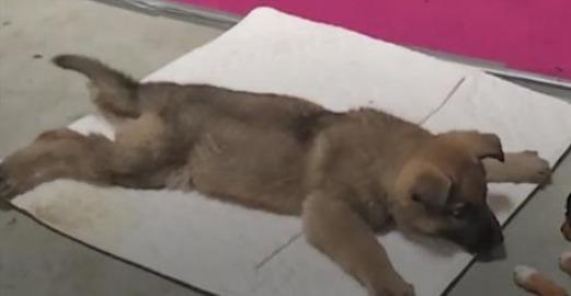 der tierarzt wollte den kranken hund einschlafern lassen als der direktor seine pfote sah schrie er megawelt