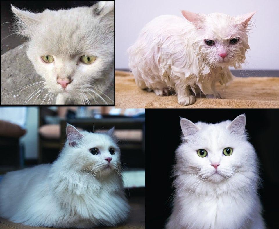 Котенок подобранный с улицы. Котята до и после. Бездомные котята до и после. Коты с улицы до и после. Кошки до и после приюта.