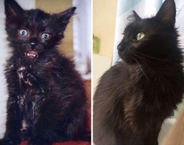 Как вырастают котята. Черный котенок до и после. Котенок вырос. Котята до и после взросления. Черный пушистый кот в детстве.