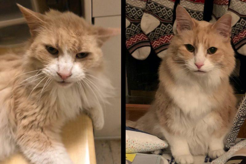 Котенок подобранный с улицы. Котенок с улицы до и после. Кошка до и после. Кот до и после высесываемя. Подобранные котята до и после.